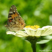 Vanessa cardui Linnaeus, 1761